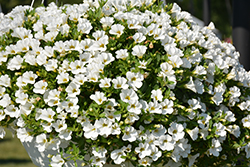 Superbells White Calibrachoa (Calibrachoa 'Balcal14141') at English Gardens