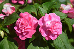 Rockapulco Rose Impatiens (Impatiens 'BALOLESTOP') at English Gardens