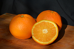 Navel Orange (Citrus sinensis 'Navel') at English Gardens