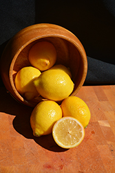 Improved Meyer Lemon (Citrus x meyeri 'Meyer Improved') at English Gardens