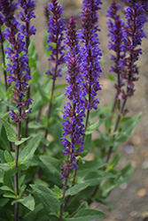 Caradonna Sage (Salvia nemorosa 'Caradonna') at English Gardens