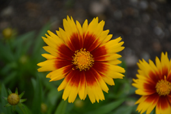 UpTick Gold and Bronze Tickseed (Coreopsis 'Baluptgonz') at English Gardens