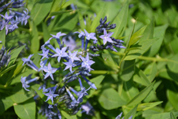 Blue Ice Star Flower (Amsonia tabernaemontana 'Blue Ice') at English Gardens