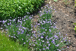 Lucerne Blue-Eyed Grass (Sisyrinchium angustifolium 'Lucerne') at English Gardens