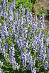 Color Spires Crystal Blue Sage (Salvia nemorosa 'Crystal Blue') at English Gardens