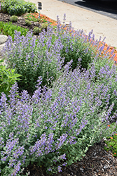Purrsian Blue Catmint (Nepeta x faassenii 'Purrsian Blue') at English Gardens