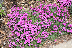 Paint The Town Fuchsia Pinks (Dianthus 'Paint The Town Fuchsia') at English Gardens