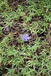 Violet Pinwheels Phlox (Phlox 'Violet Pinwheels') at English Gardens