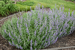 Walker's Low Catmint (Nepeta x faassenii 'Walker's Low') at English Gardens