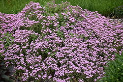 Rock Soapwort (Saponaria ocymoides) at English Gardens