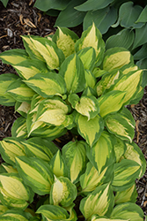 Island Breeze Hosta (Hosta 'Island Breeze') at English Gardens