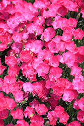 Paint The Town Magenta Pinks (Dianthus 'Paint The Town Magenta') at English Gardens