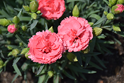 Fruit Punch Classic Coral Pinks (Dianthus 'Classic Coral') at English Gardens