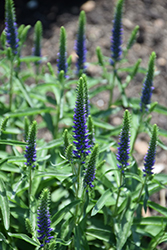 Magic Show Wizard of Ahhs Speedwell (Veronica 'Wizard of Ahhs') at English Gardens