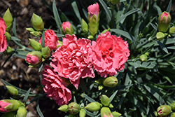 Fruit Punch Classic Coral Pinks (Dianthus 'Classic Coral') at English Gardens