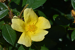 Sunny Knock Out Rose (Rosa 'Radsunny') at English Gardens