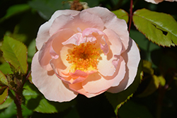 Peachy Knock Out Rose (Rosa 'Radgor') at English Gardens