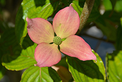 Rosy Teacups Flowering Dogwood (Cornus 'KN30-8') at English Gardens