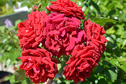 Oh My! Rose (Rosa 'WEKcisfribo') at English Gardens