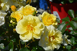 Sky's The Limit Rose (Rosa 'WEKprimsoul') at English Gardens