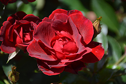 Brick House Rose (Rosa 'Meitraligh') at English Gardens