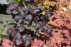 Obsidian Coral Bells (Heuchera 'Obsidian') at English Gardens
