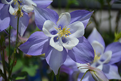 Origami Blue and White Columbine (Aquilegia 'Origami Blue and White') at English Gardens
