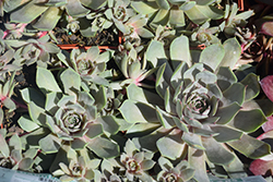 Pacific Blue Ice Hens And Chicks (Sempervivum 'Pacific Blue Ice') at English Gardens