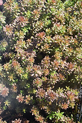 Coral Carpet Stonecrop (Sedum album 'Coral Carpet') at English Gardens