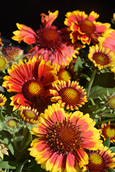 Arizona Sun Blanket Flower (Gaillardia x grandiflora 'Arizona Sun') at English Gardens