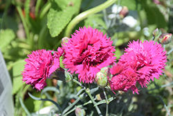 Fruit Punch Spiked Punch Pinks (Dianthus 'Spiked Punch') at English Gardens