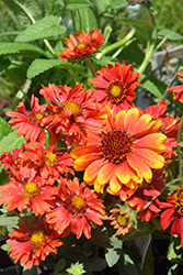 Arizona Red Shades Blanket Flower (Gaillardia x grandiflora 'Arizona Red Shades') at English Gardens