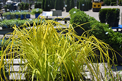 Bowles' Golden Sedge (Carex elata 'Bowles Golden') at English Gardens
