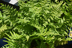 Robust Male Fern (Dryopteris x complexa) at English Gardens