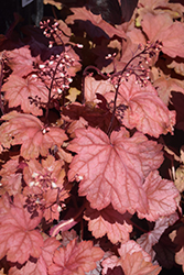 Georgia Peach Coral Bells (Heuchera 'Georgia Peach') at English Gardens