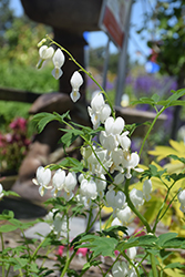 White Bleeding Heart (Dicentra spectabilis 'Alba') at English Gardens