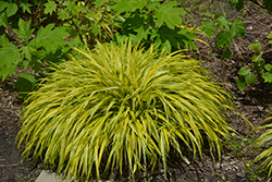 Golden Variegated Hakone Grass (Hakonechloa macra 'Aureola') at English Gardens