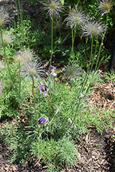 Pasqueflower (Pulsatilla vulgaris) at English Gardens