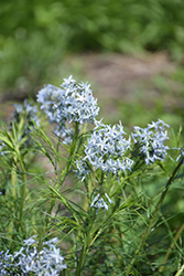 Narrow-Leaf Blue Star (Amsonia hubrichtii) at English Gardens