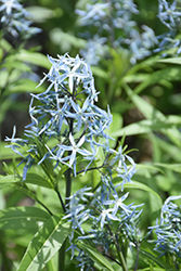 Narrow-Leaf Blue Star (Amsonia hubrichtii) at English Gardens