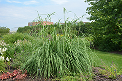 Ravenna Grass (Saccharum ravennae) at English Gardens