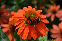 Sombrero Adobe Orange Coneflower (Echinacea 'Balsomador') at English Gardens