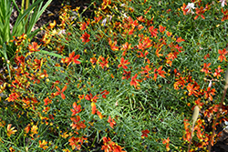 Sizzle And Spice Crazy Cayenne Tickseed (Coreopsis verticillata 'Crazy Cayenne') at English Gardens