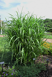 Big Kahuna Maiden Grass (Miscanthus sinensis 'Big Kahuna') at English Gardens