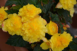 Nonstop Yellow with Red Back Begonia (Begonia 'Nonstop Yellow with Red Back') at English Gardens