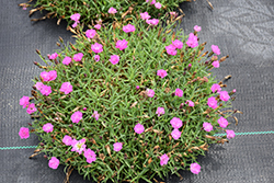 Mountain Frost Pink PomPom Pinks (Dianthus 'KonD1014K3') at English Gardens