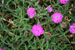 Mountain Frost Pink PomPom Pinks (Dianthus 'KonD1014K3') at English Gardens