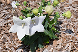 Pop Star White Balloon Flower (Platycodon grandiflorus 'Pop Star White') at English Gardens