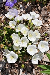 Pristar White Bellflower (Campanula carpatica 'Pristar White') at English Gardens