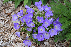 Pristar Deep Blue Bellflower (Campanula carpatica 'Pristar Deep Blue') at English Gardens